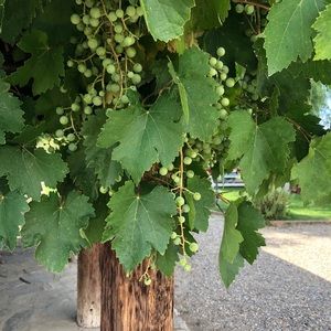 Meet your Posher, Martha